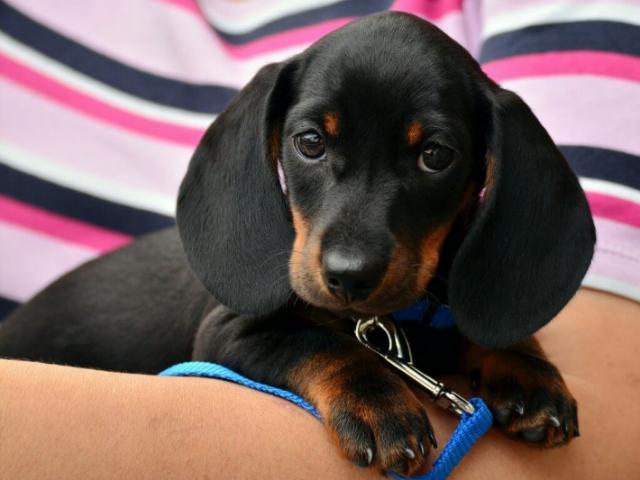 Lexprime: Livro retrata direito animal em caso de separação e divórcio