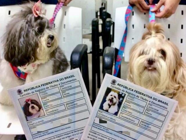 Metropoles – Brasilienses podem registrar animais de estimação em cartórios. Veja regras