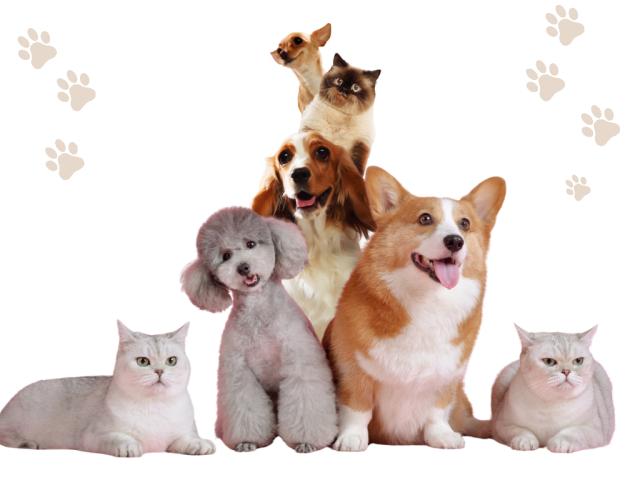 Cartório sem Mistério destaca segurança jurídica e fé pública para o registro de pets no RTD